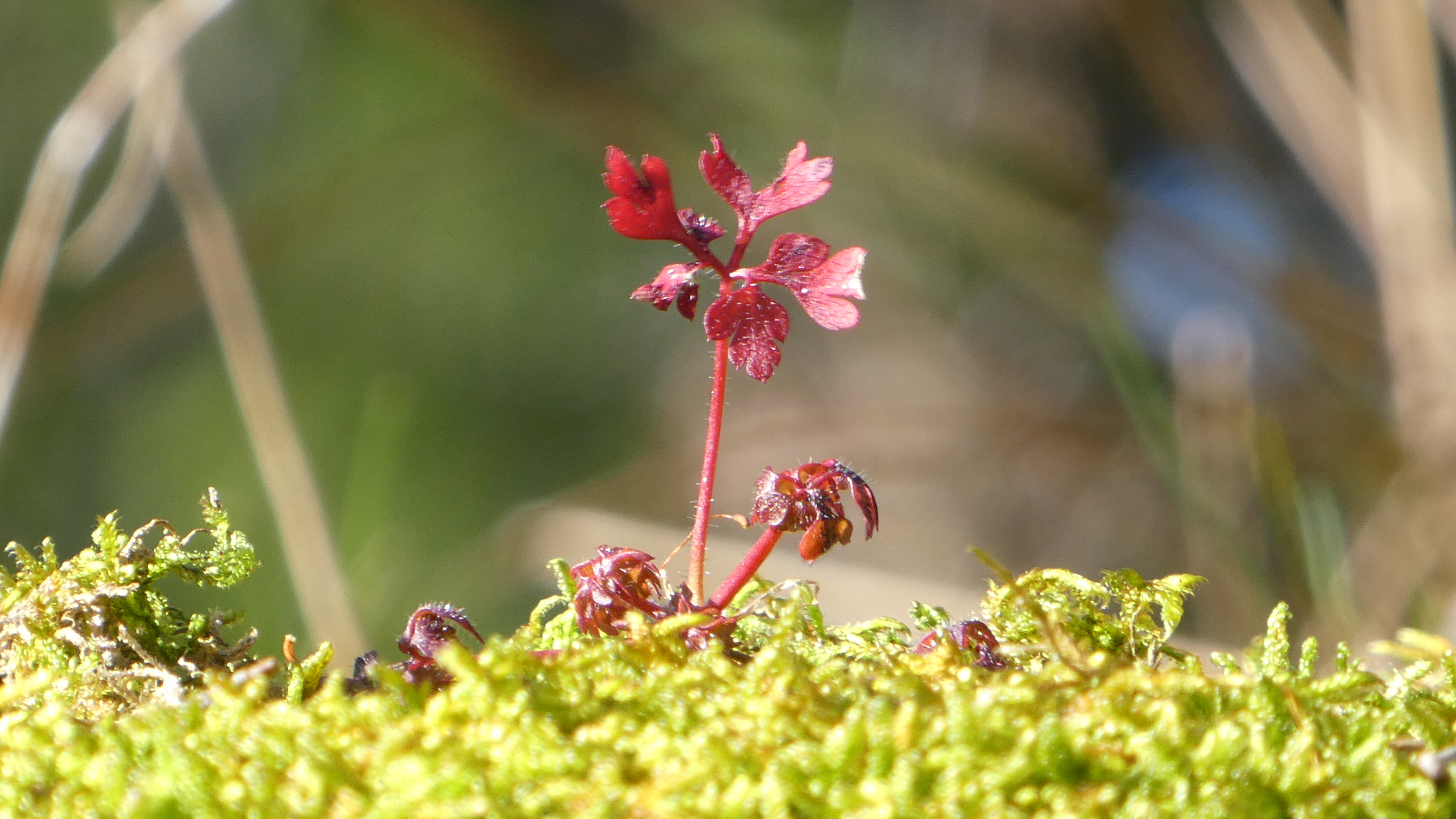 Wesenspsychologie als Weg zu Klarheit und Heilung